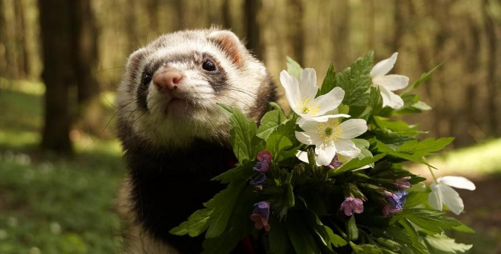 Хонорик и цветы