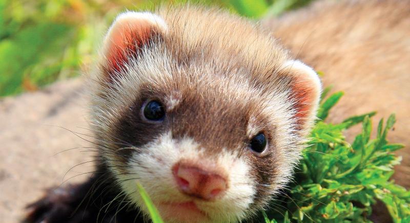 Похож на хорька