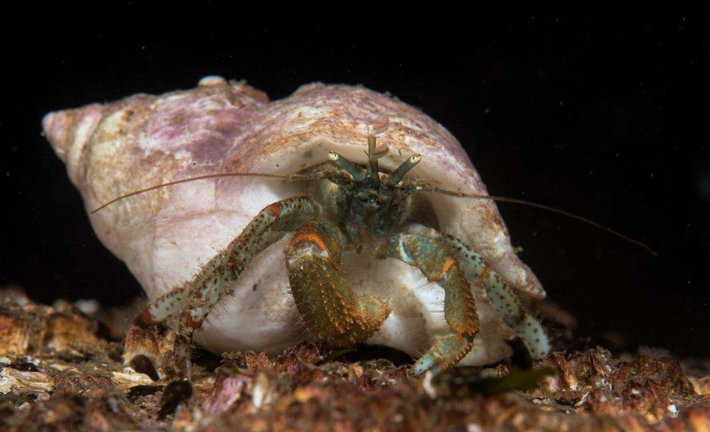 Молодой рак-отшельник без соседки