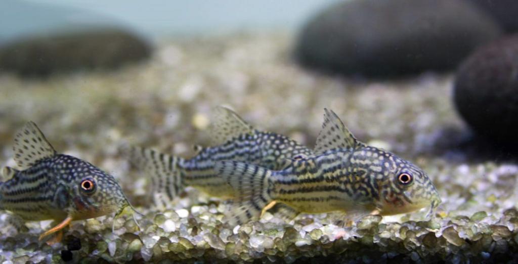 Самец и две самки