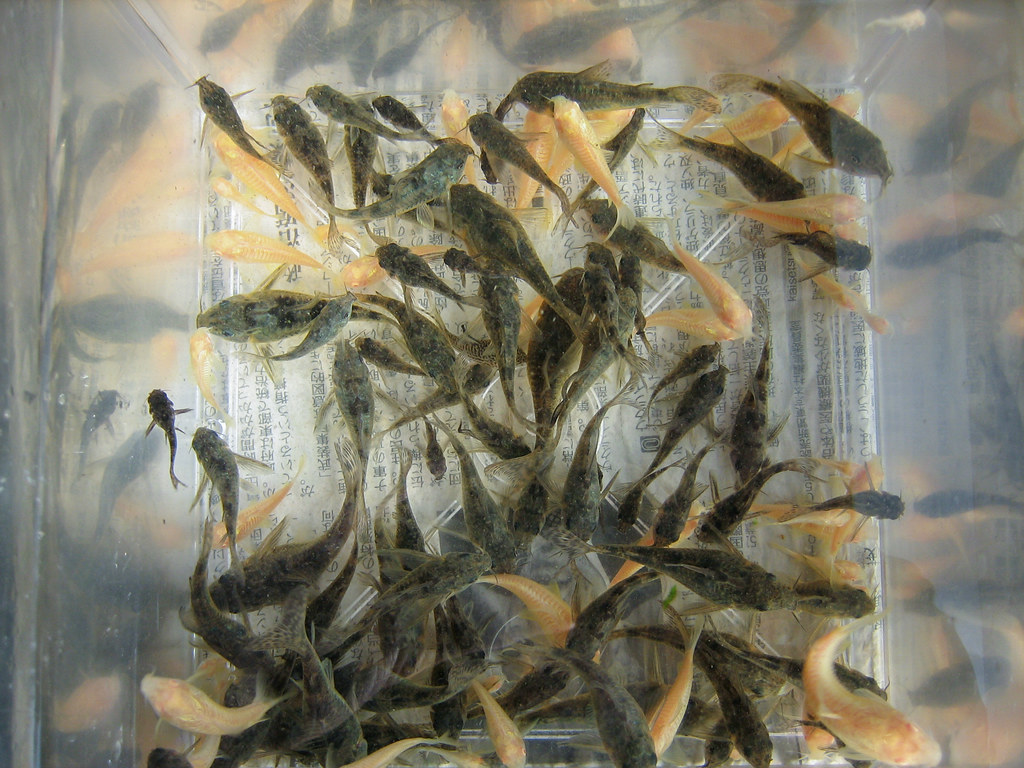 Большая стая