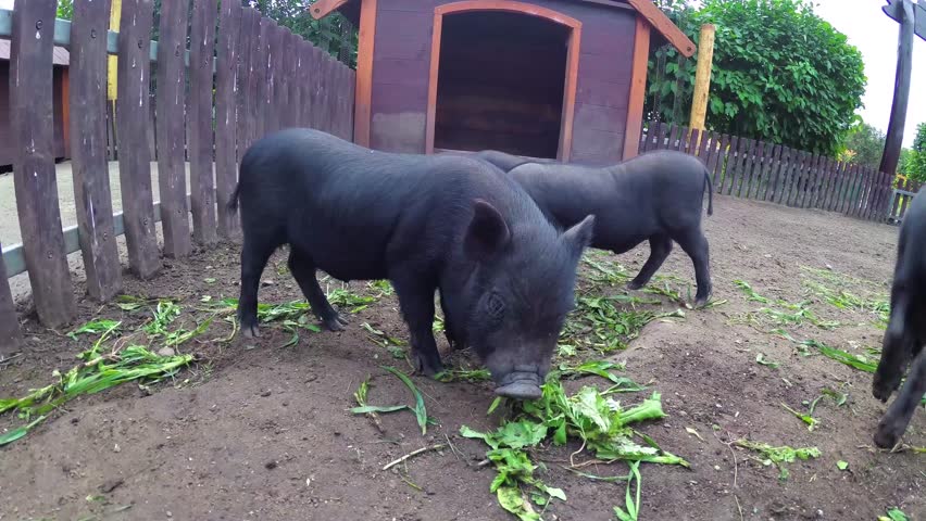 Вьетнамские поросята едят траву.