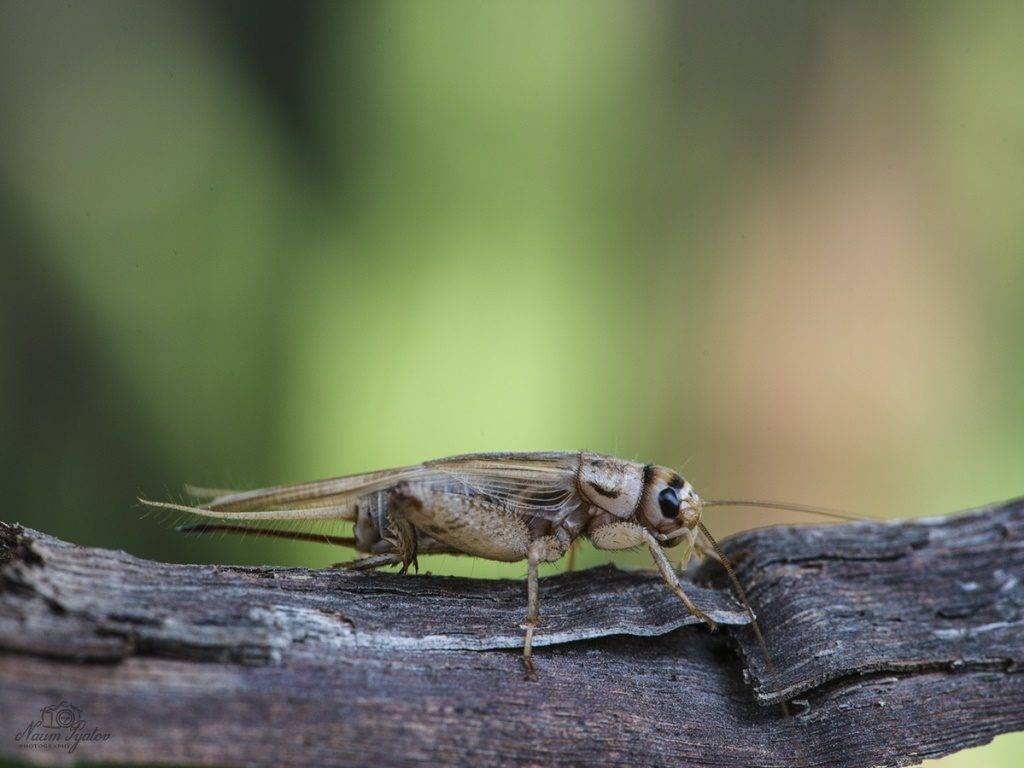 %D0%A4%D0%BE%D1%82%D0%BE-%D1%81%D0%B2%D0%B5%D1%80%D1%87%D0%BA%D0%B0-%D0%B4 %D0%BE%D0%BC%D0%BE%D0%B2%D0%BE%D0%B3%D0%BE-1024x768.jpg