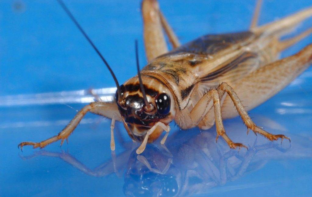 %D0%93%D0%BE%D0%BB%D0%BE%D0%B2%D0%B0-%D0%B4%D0%BE%D0%BC%D0%B0%D1%88%D0%BD% D0%B5%D0%B3%D0%BE-%D1%81%D0%B2%D0%B5%D1%80%D1%87%D0%BA%D0%B0-1024x646.jpg