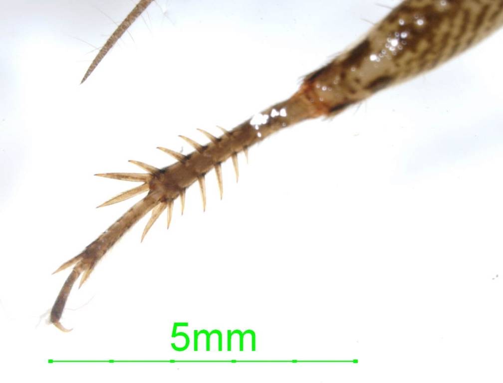 %D0%9B%D0%B0%D0%BF%D0%BA%D0%B0-%D0%B4%D0%BE%D0%BC%D0%BE%D0%B2%D0%BE%D0%B3% D0%BE-%D1%81%D0%B2%D0%B5%D1%80%D1%87%D0%BA%D0%B0-%D1%84%D0%BE%D1%82%D0%BE jpg