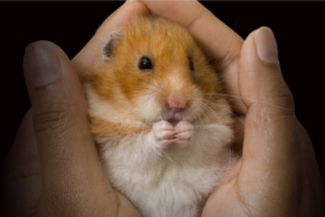 Сколько живут хомяки в домашних условиях: в клетке, обычные, сирийские, джунгарики, как умирают