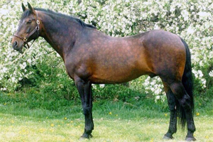 Коричневая масть Гнедая лошадь