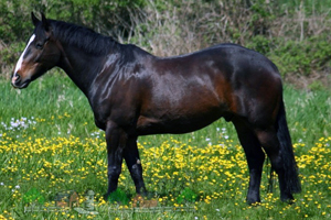 Красивый конь Темно-гнедая масть