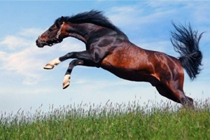 Коричневый окрас шерсти Скачет гнедой конь