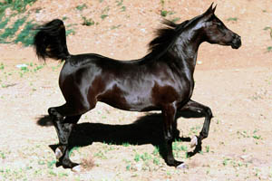 Восточная породистая лошадь