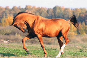 Восточный конь