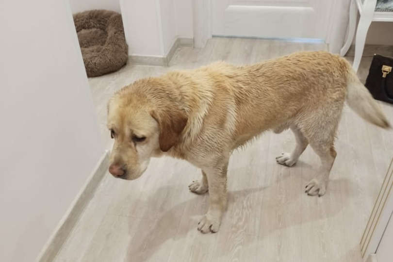 Этого лабрадора бросили в аэропорту Толмачево Этого лабрадора бросили в аэропорту Толмачево