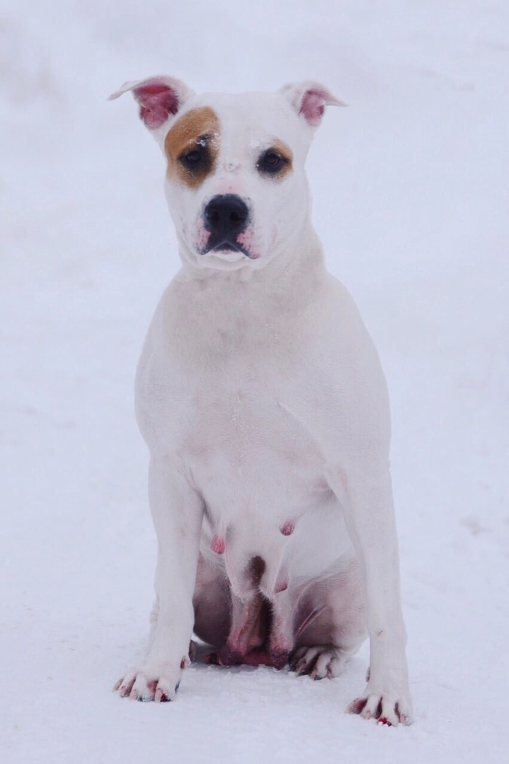 Еву в Армению хозяин забирать не стал Еву в Армению хозяин забирать не стал