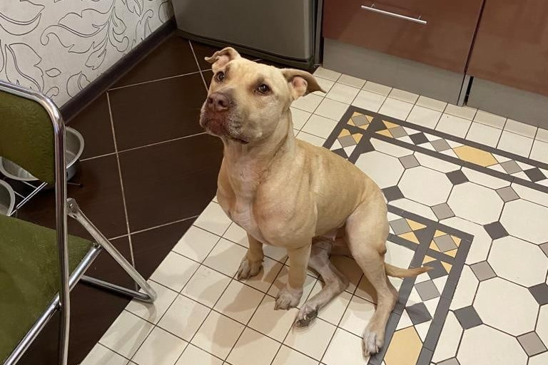 Леси после пристройства прожила в семье 5 лет. Люди решили срочно уехать за границу, а волонтеры ищут для собаки новый дом Леси после пристройства прожила в семье 5 лет. Люди решили срочно уехать за границу, а волонтеры ищут для собаки новый дом