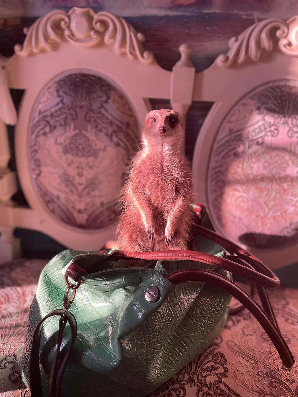 Сурикаты — невероятно фотогеничные животные. Вы согласны? Сурикаты — невероятно фотогеничные животные. Вы согласны?