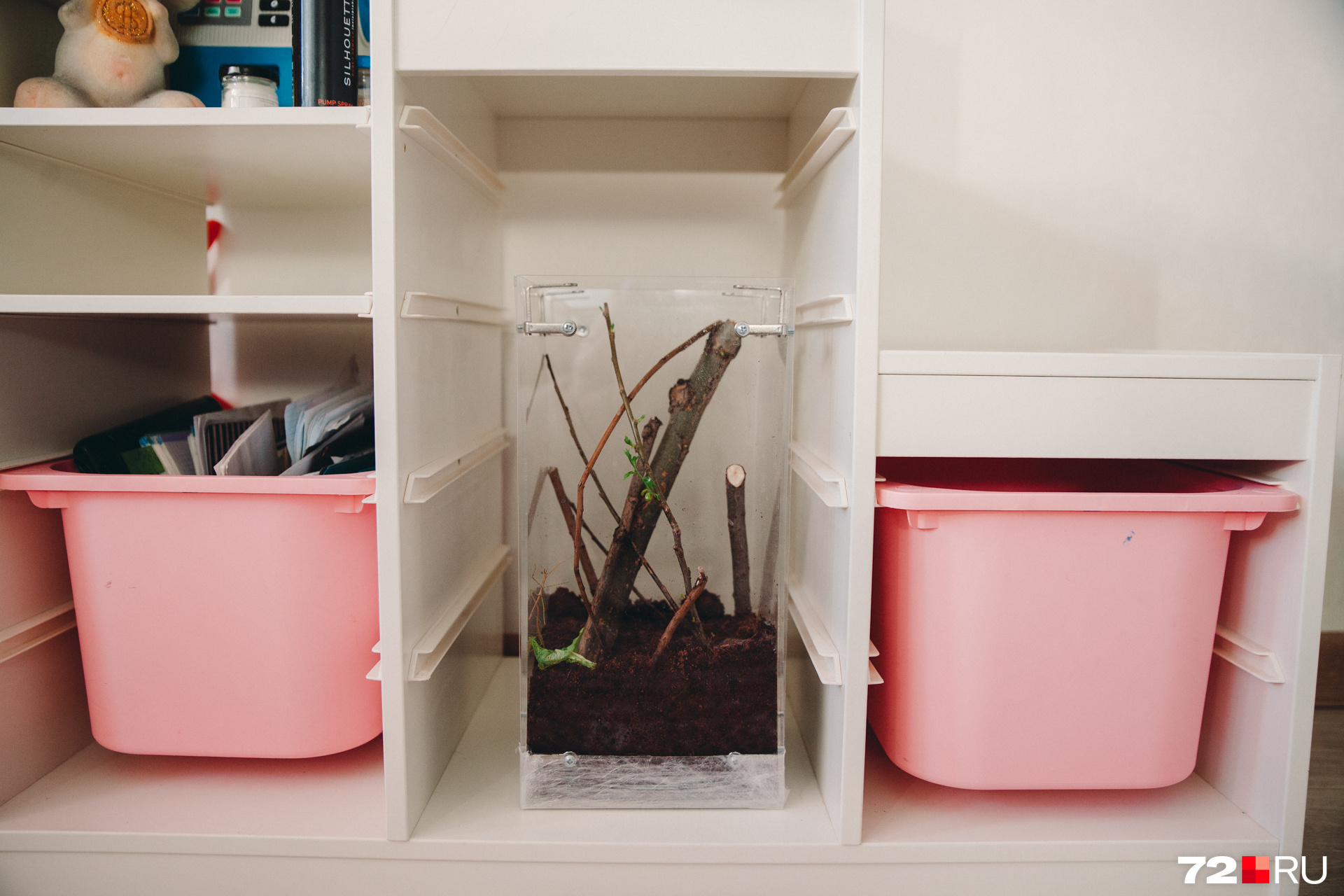 В таком компактном аквариуме живут три крошечных палочника. На одной из веток, помещенных в кокосовую стружку, распустились листья В таком компактном аквариуме живут три крошечных палочника. На одной из веток, помещенных в кокосовую стружку, распустились листья