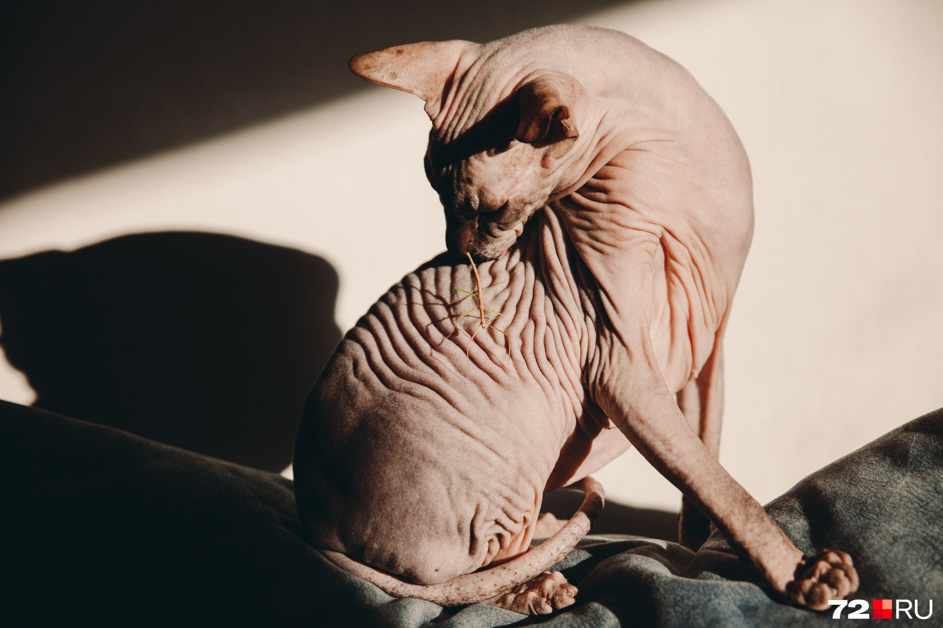 Но McLaren любит позировать. И вместе с палкой тоже. Нет, кот его не съел (а обнюхал изо всех сил) Но McLaren любит позировать. И вместе с палкой тоже. Нет, кот его не съел (а обнюхал изо всех сил)