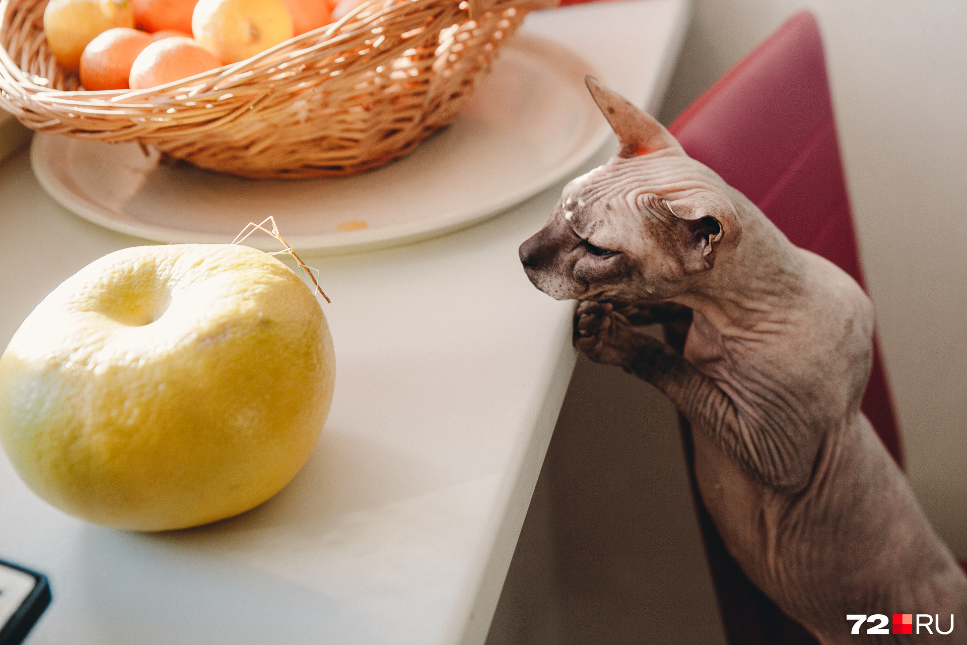 заставить палочника позировать средь бела дня довольно легко. Вы должны аккуратно посадить на объект и больше их не тревожить заставить палочника позировать средь бела дня довольно легко. Вы должны аккуратно посадить на объект и больше их не тревожить