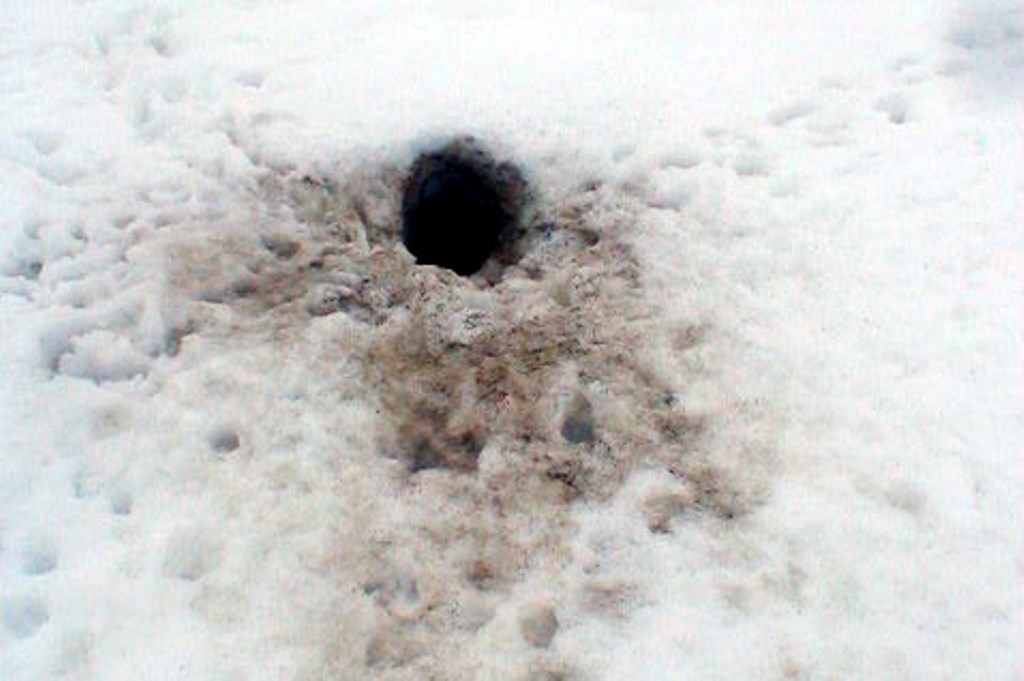 Чернобурая лиса - что за зверь; описание, история появления и особенности жизни