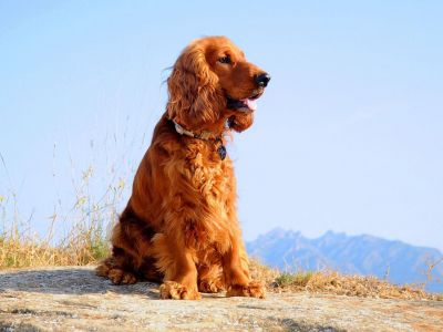 фото английского кокер спаниеля