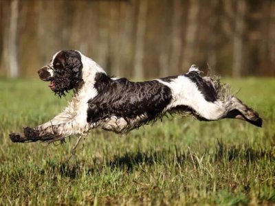 фото английского спрингер-спаниеля