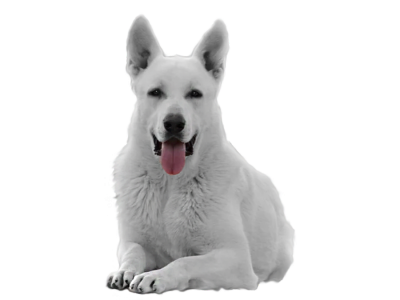 фото белой швейцарской овчарки