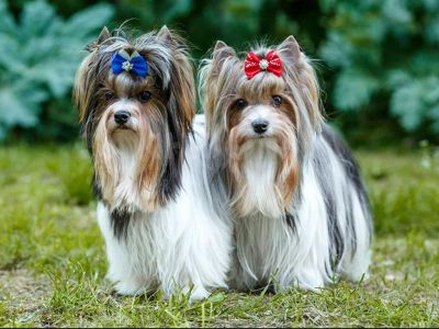 фото Бивера