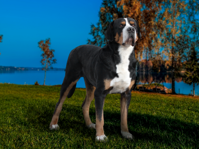 фото швейцарской горной собаки