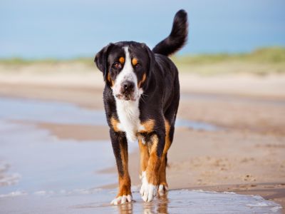 фото швейцарской горной собаки