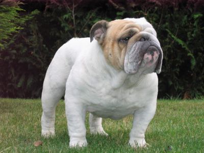 картинка бульдогов