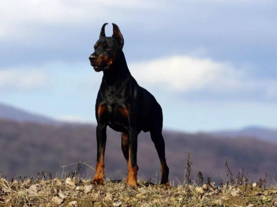 картинка добермана