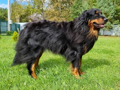 фото Хотошо (бурят-монгольская собака)