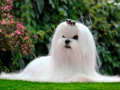 образ мальтийца