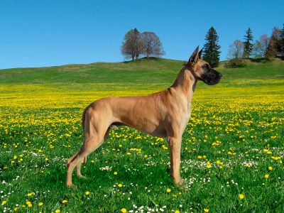 фотография немецкого дога