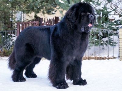 фото ньюфаундленда