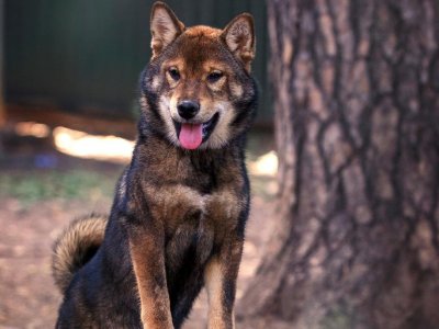 фото: Окрас черный сезам