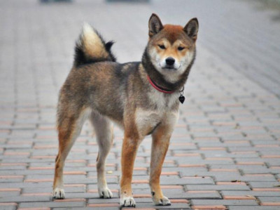 фото: окрас сезам 6