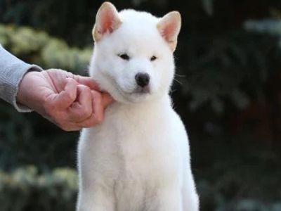 фото: Сиба белого окраса