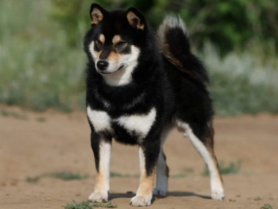 фото: СИба. Черно подпалый