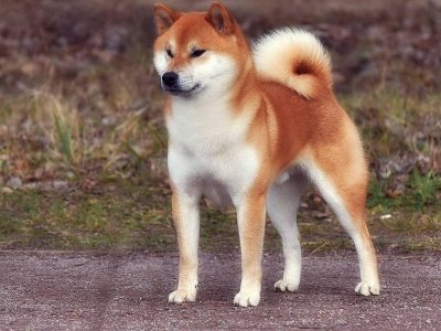 фото: Сиба красный