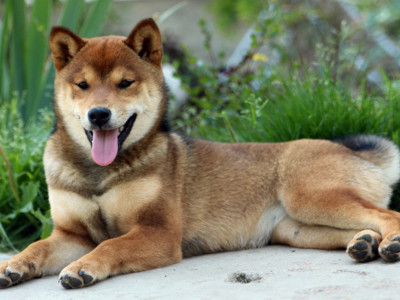 фото: Сиба окрас сезам