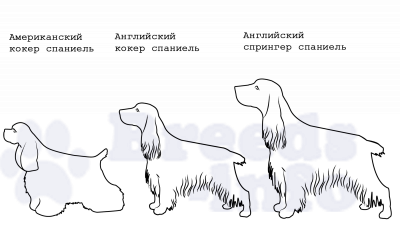 фото: Сравнение спаниелей