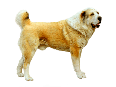 фото Среднеазиатская овчарка