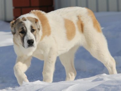 фото среднеазиатской овчарки