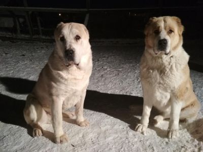 фото среднеазиатской овчарки