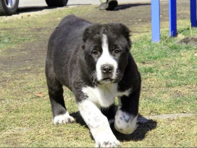 фото среднеазиатской овчарки