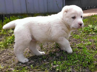 фото среднеазиатской овчарки