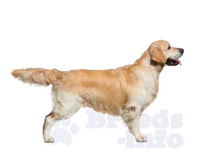 сфотографировать золотистого ретривера