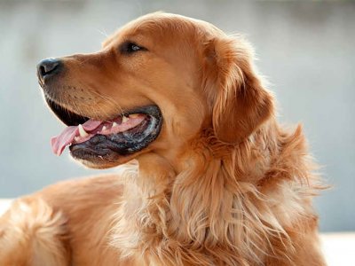 картинка золотистого ретривера
