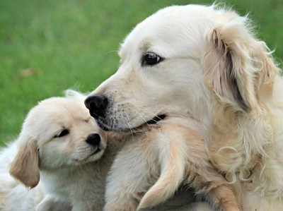 картинка золотистого ретривера